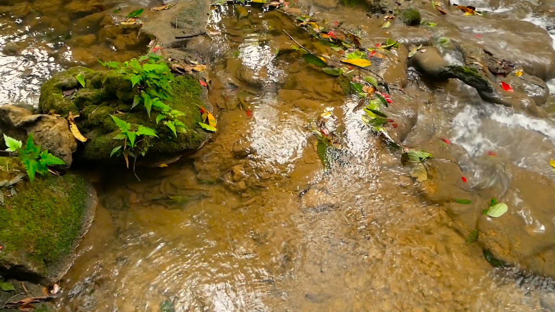 清澈的水流入热带雨林视频的预览图
