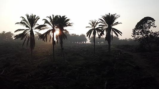 日出时太阳在月光下飞过棕榈油树视频的预览图