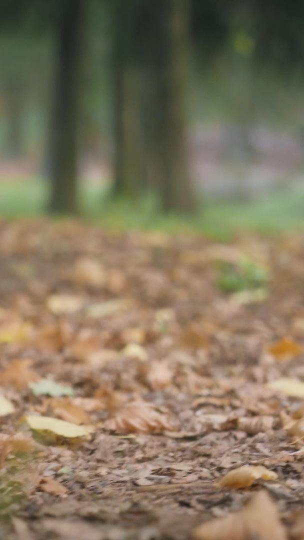 在秋天的森林里户外徒步旅行的人走在枯叶的小路上视频的预览图