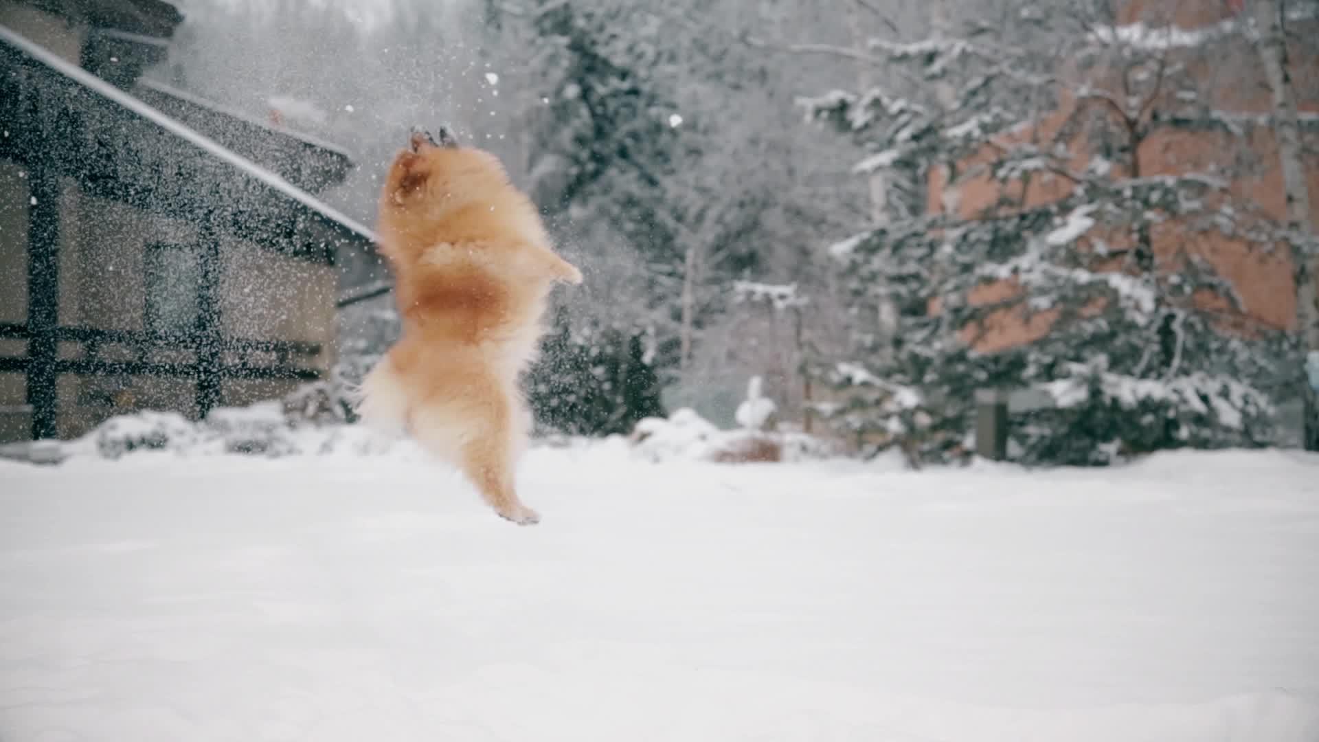 雪上的雪是一只跳跃的小狗视频的预览图