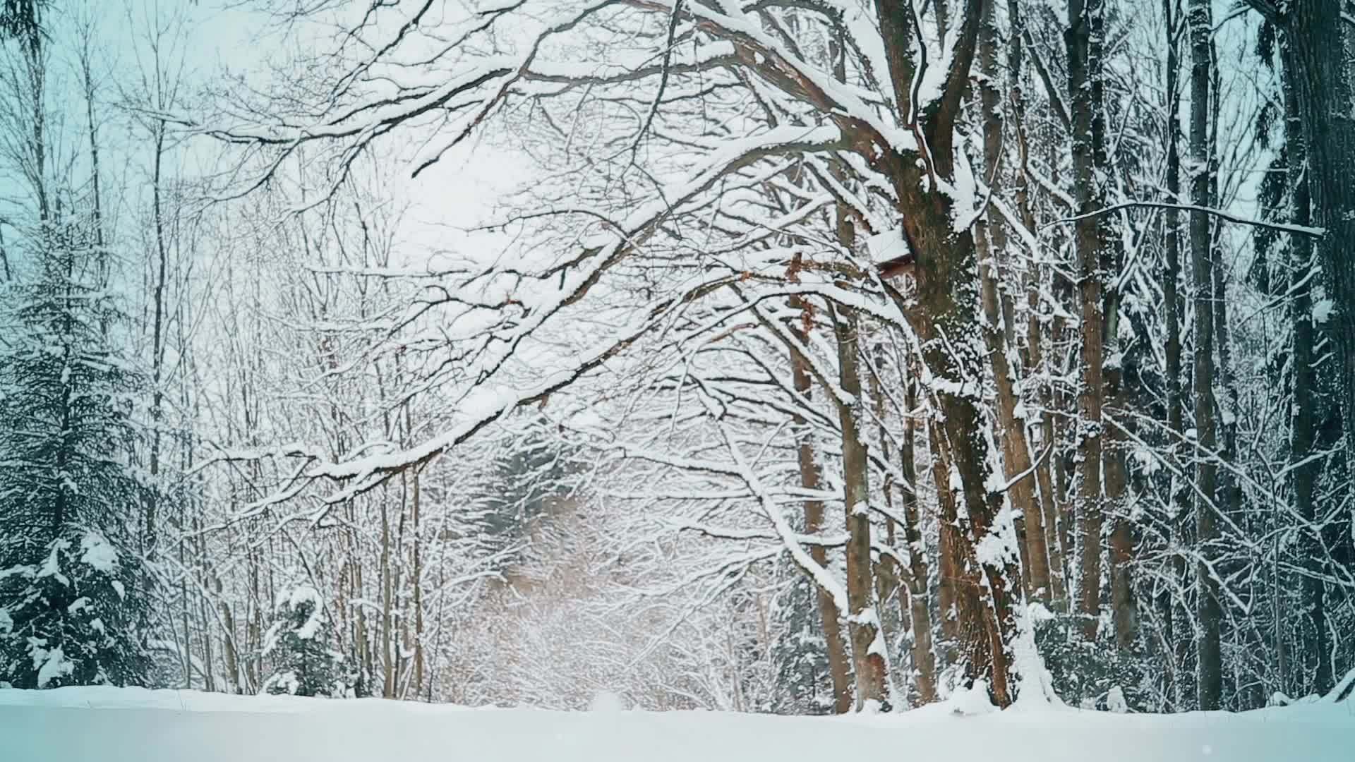 12月冬天橡树枝被冰雪覆盖视频的预览图