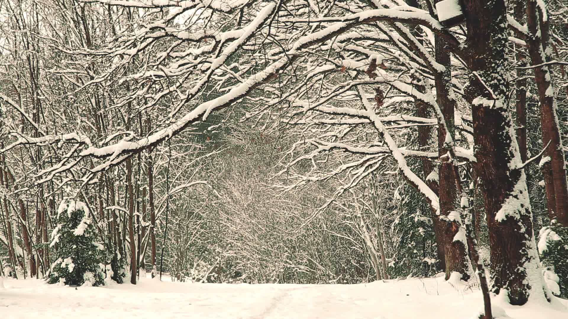 12月冬天橡树枝被冰雪覆盖视频的预览图
