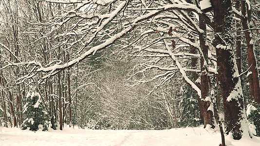 12月冬天 橡树枝被冰雪覆盖视频的预览图