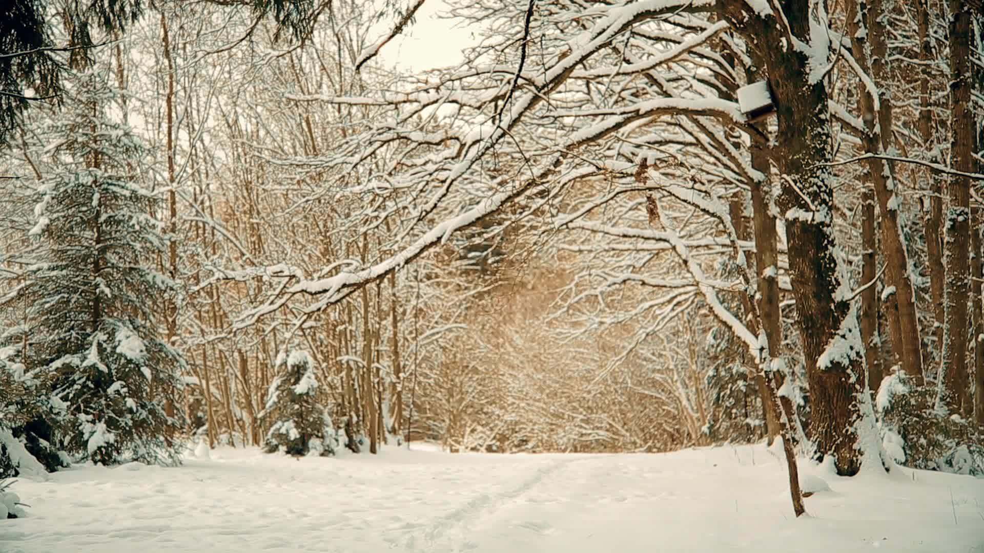 圣诞节前十月美丽的雪林视频的预览图