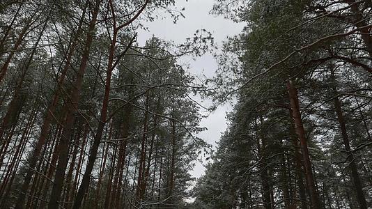 雪中的松树4k下方的风景视频的预览图