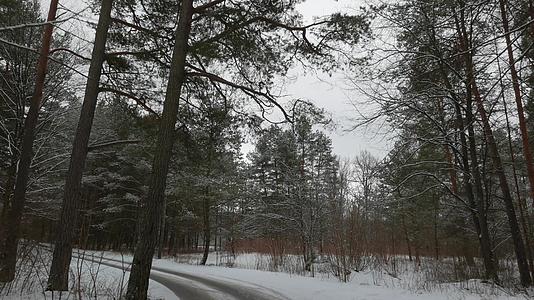 有松树的冬季森林路4号k视频的预览图