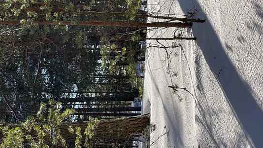 冬季野生公园全景垂直视频在寒冷晴朗的日子里视频的预览图