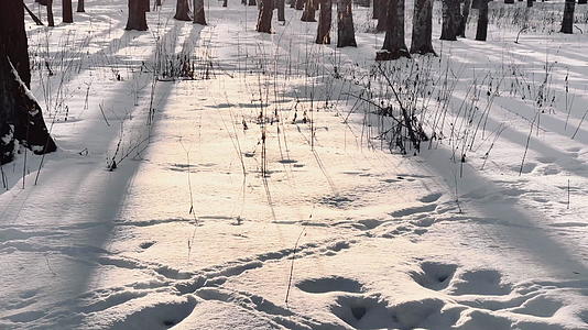 冬季公园高质量片段日落黑色树干长阴影太阳反射等场景视频的预览图