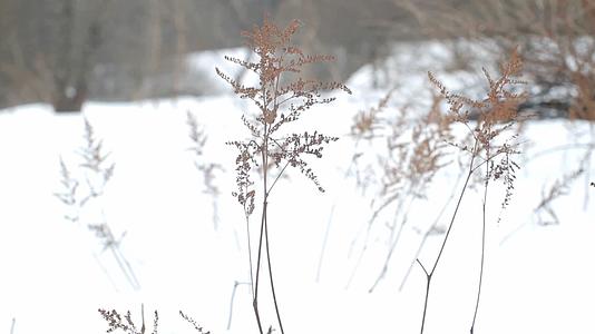 冬季植物视频的预览图