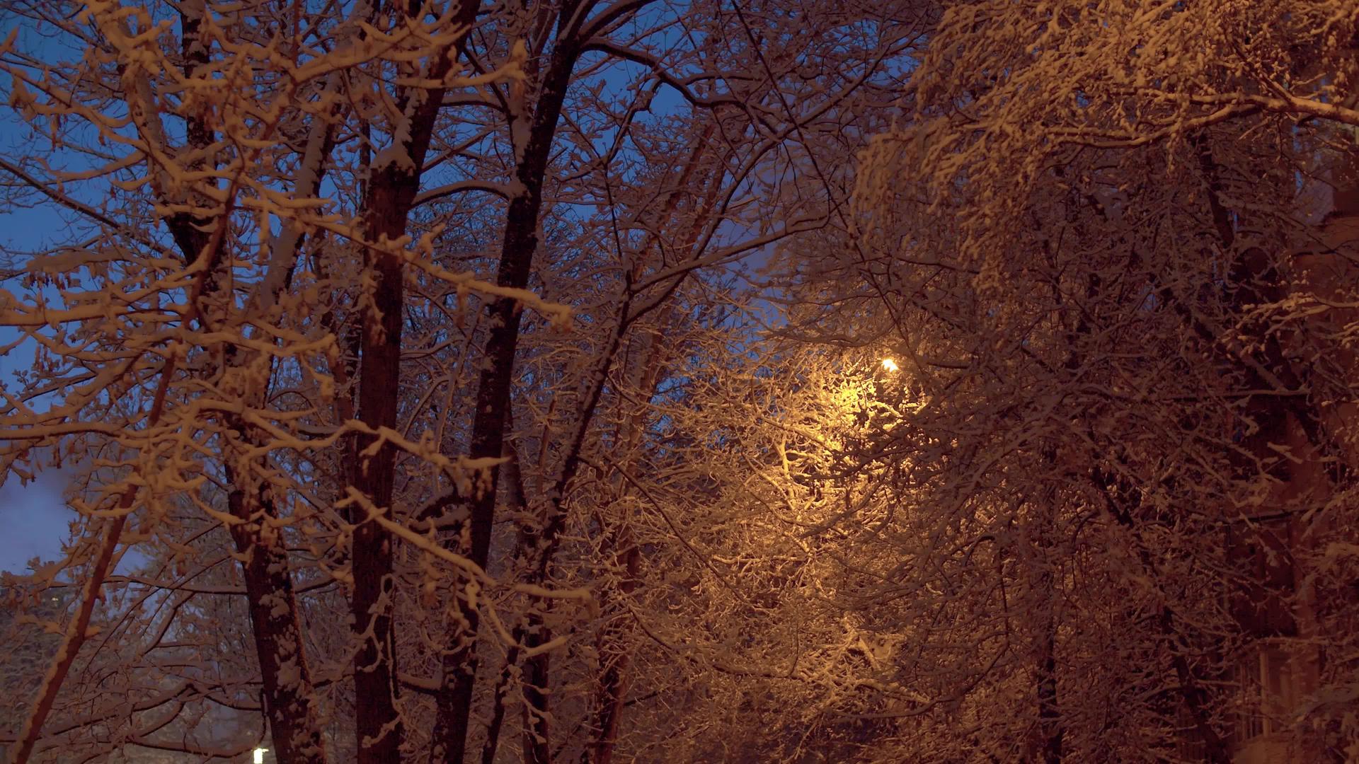 晚上有雪和树枝视频的预览图