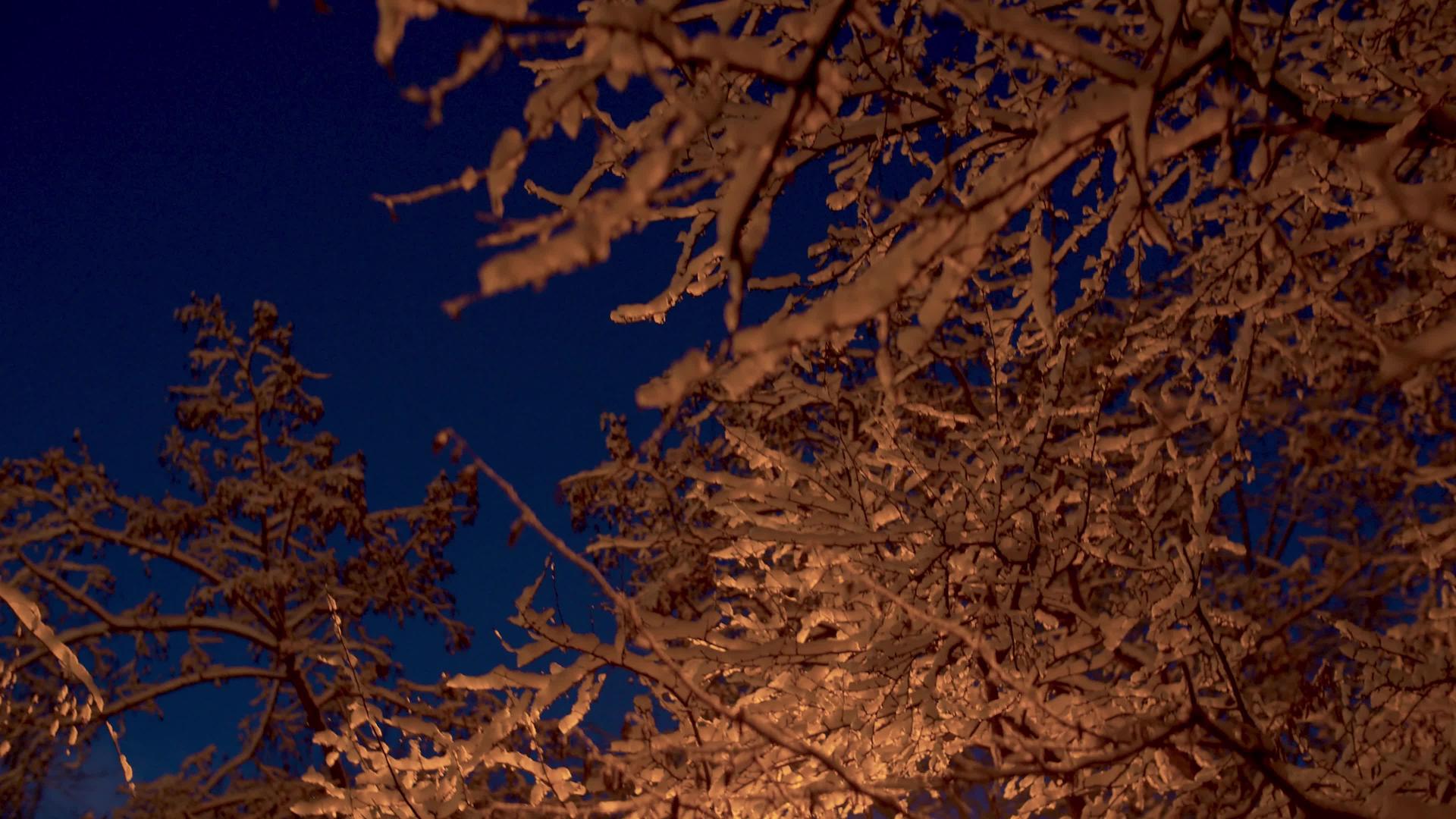 白雪覆盖着树枝视频的预览图