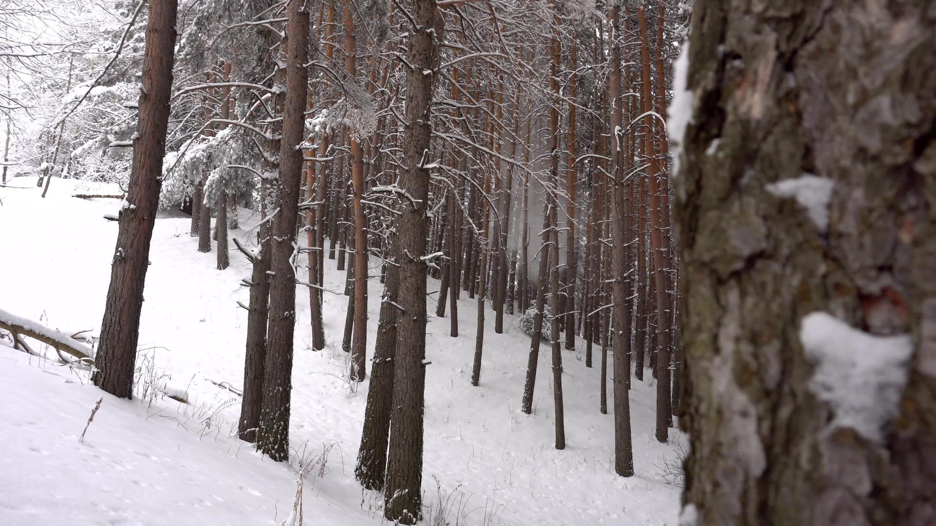 白毛雪落在森林里心情愉快视频的预览图