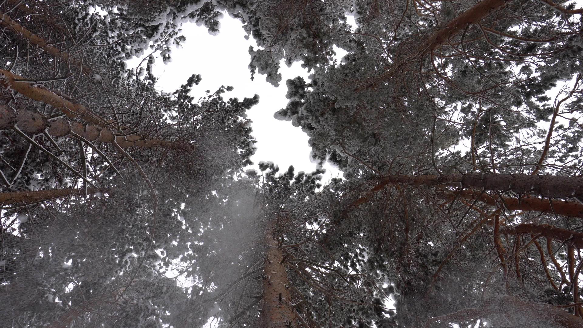 白毛雪落在森林里心情愉快视频的预览图