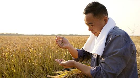 田边双手扬稻粒的农民视频的预览图