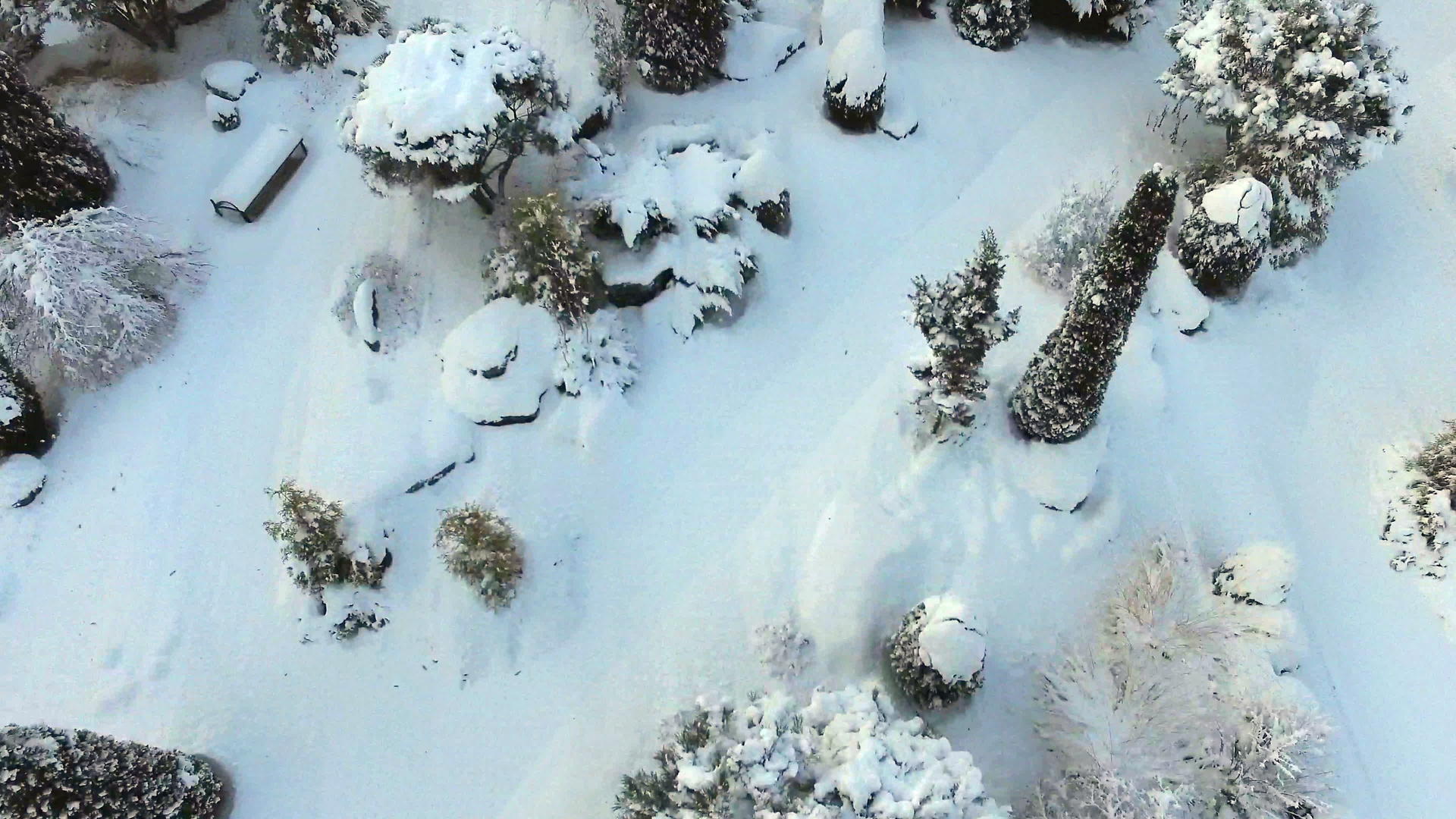 地上到处都是树木和树木的雪视频的预览图