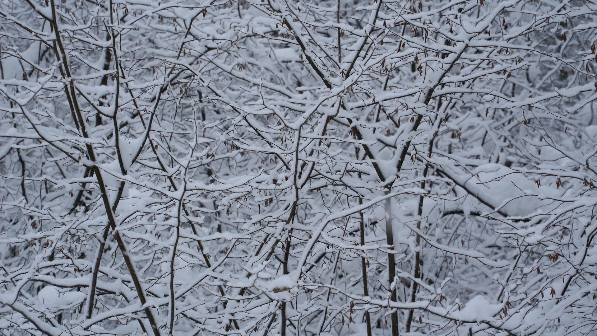 大雪花落在森林里k视频视频的预览图