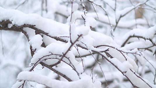 下雪的树枝下雪视频的预览图
