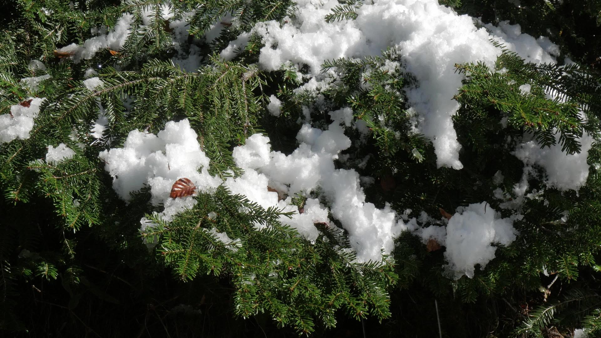 卷木的上的雪视频的预览图