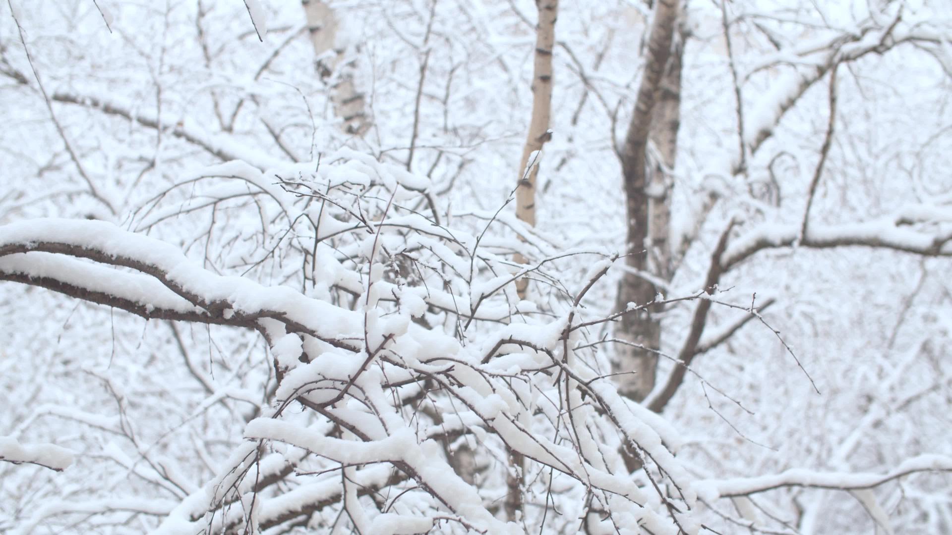 下雪的树枝下雪视频的预览图