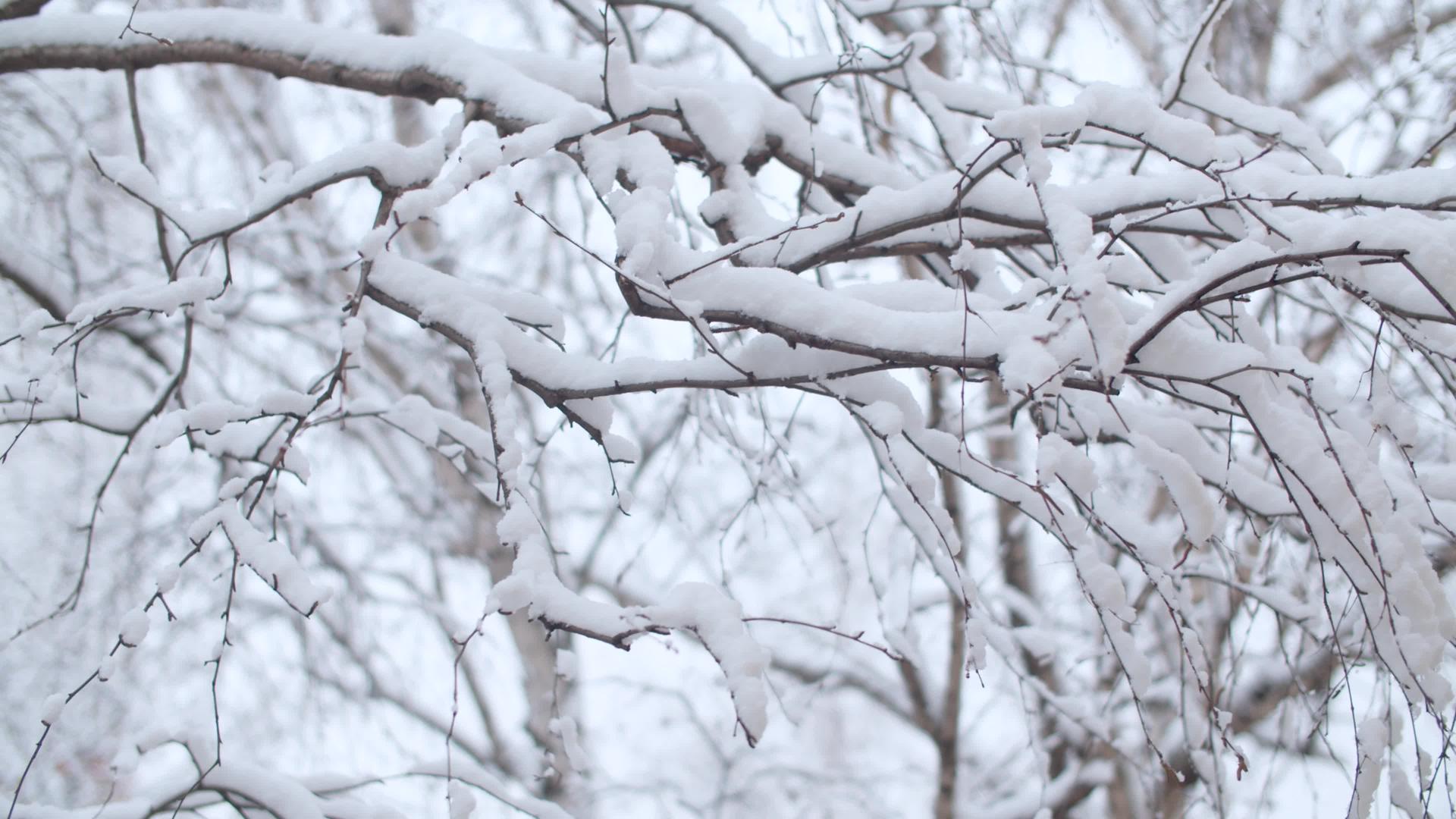 雪下的枝枝视频的预览图