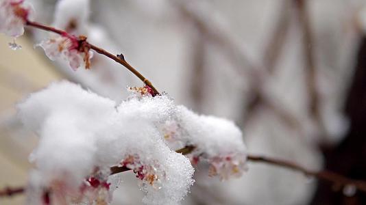 春天的树枝和花被暴风雪覆盖视频的预览图