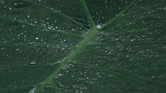 高清立春雨滴水滴水滴水镜头视频的预览图