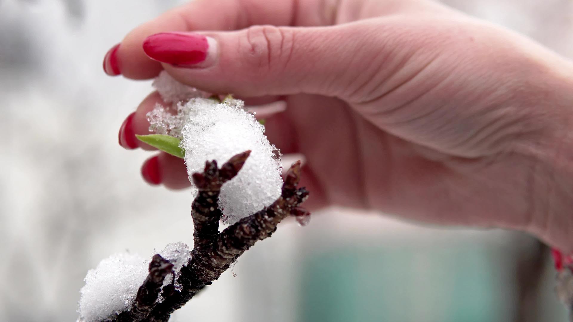 红指甲女人从春天的樱花和树枝上擦雪手拍电影视频的预览图