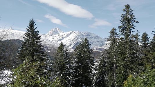法国的比利牛斯山脉fir在树上有背景picdu视频的预览图