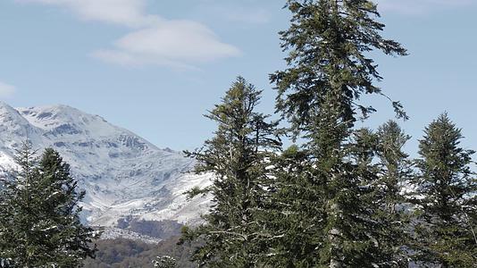 法国的比利牛斯山脉fir在树上有背景picdu视频的预览图