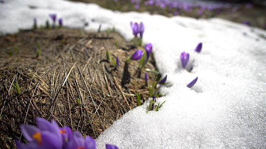 春春初雪中花开花开视频的预览图