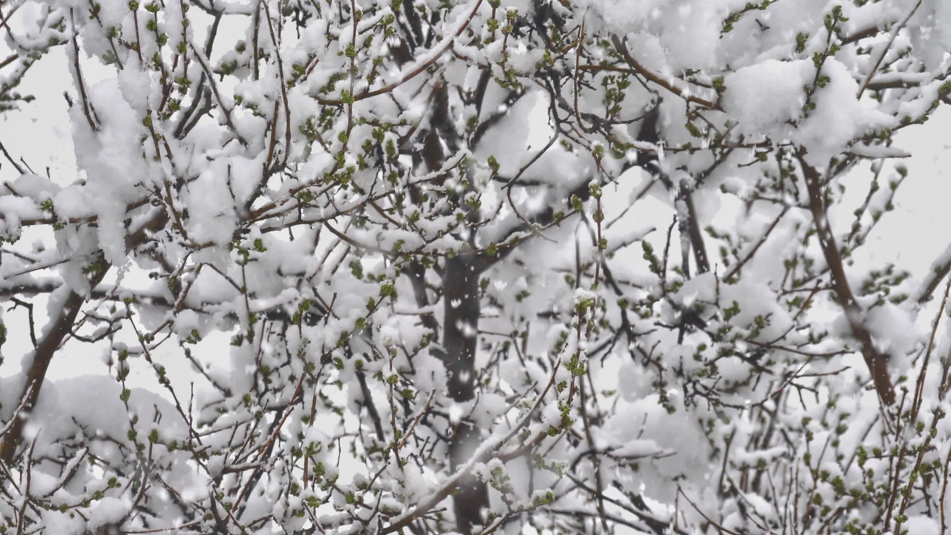 雪下树枝4k树视频的预览图