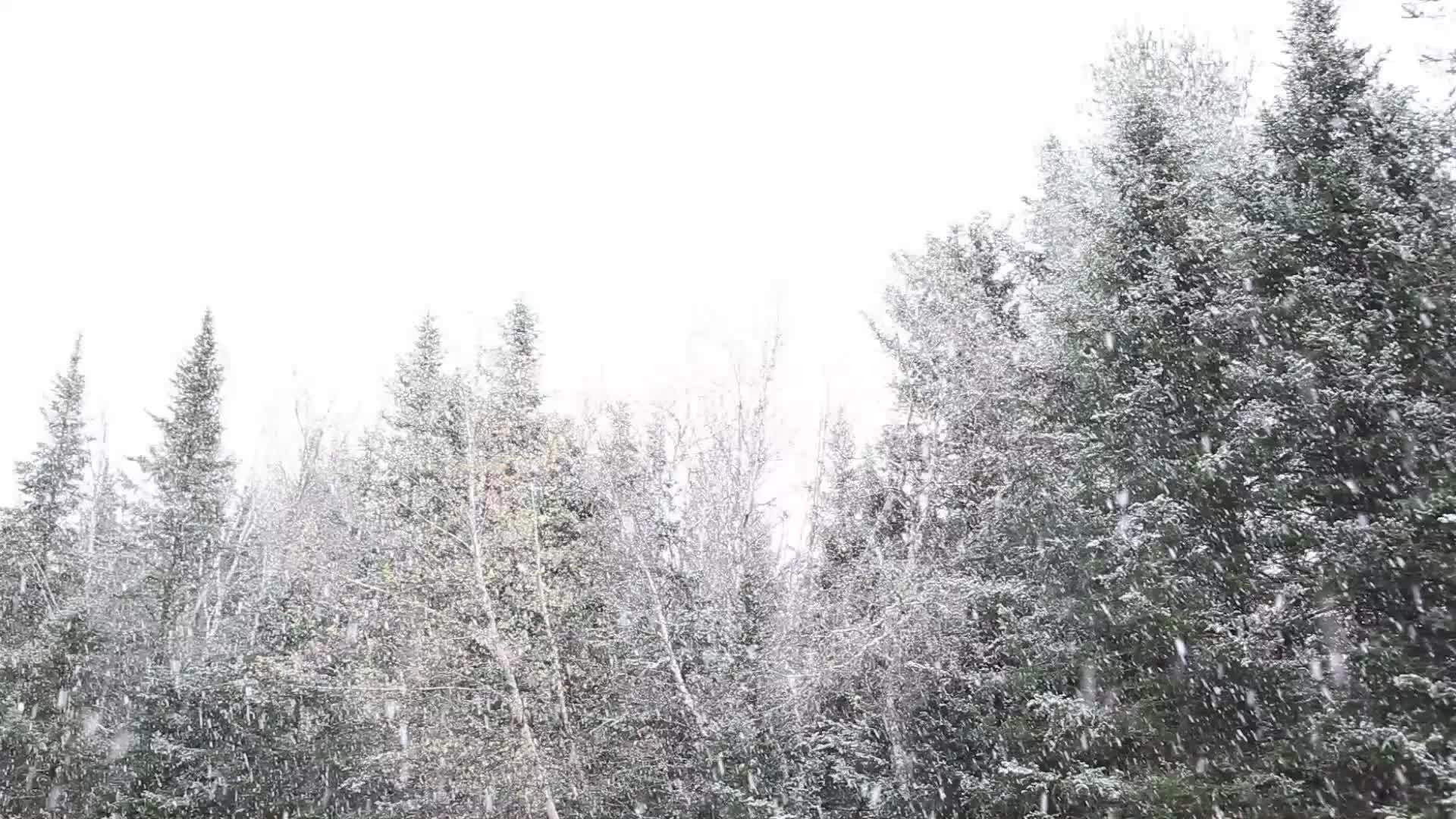 雪从天而降视频的预览图