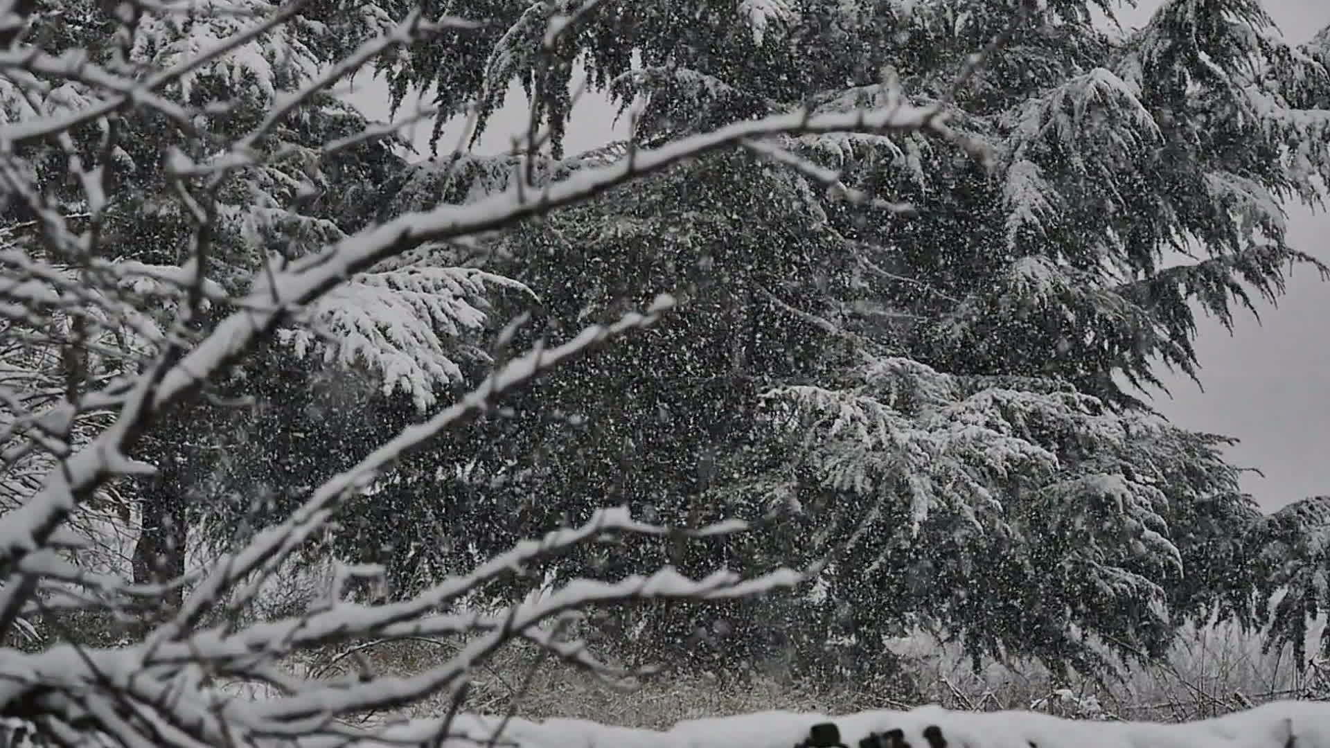 雪落雪慢慢运动视频的预览图
