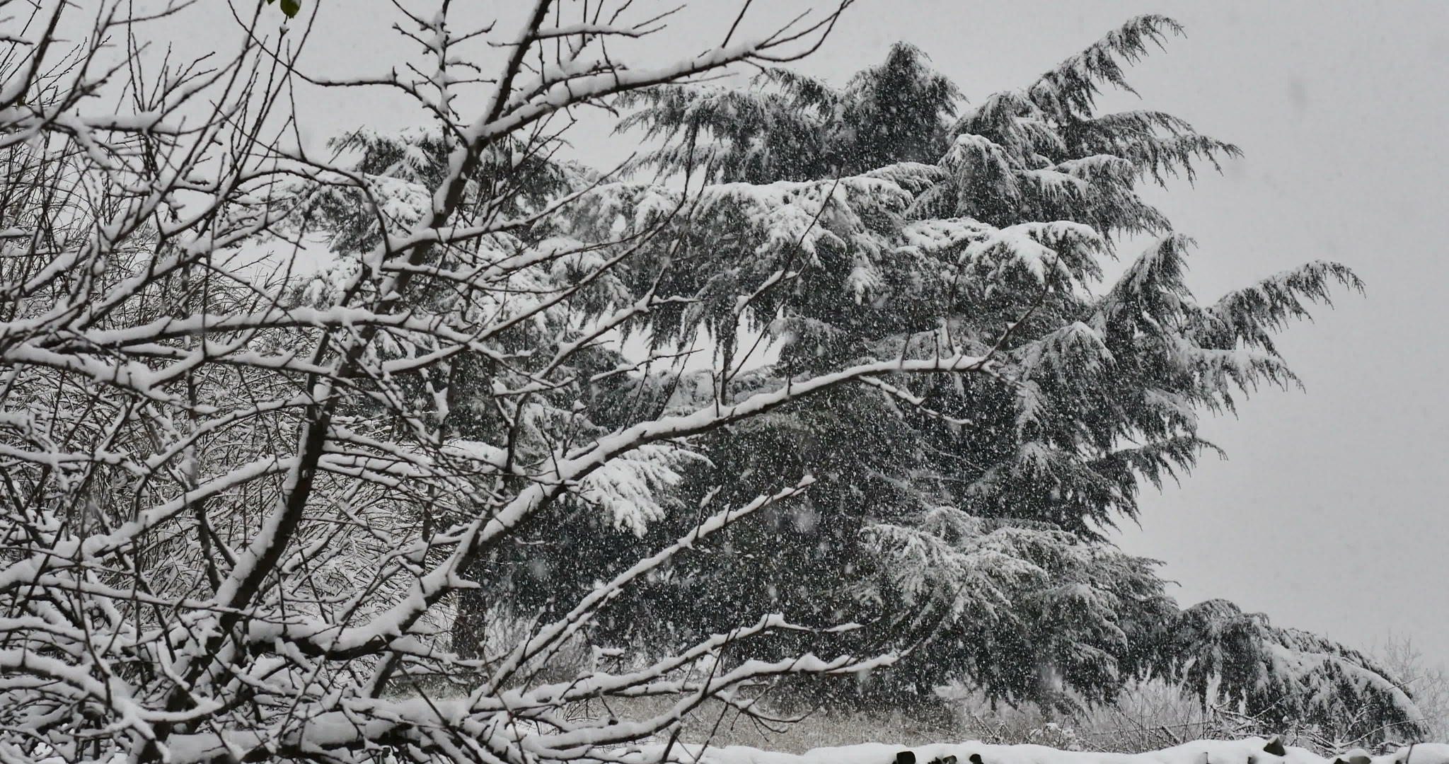 4k树下降雪视频的预览图