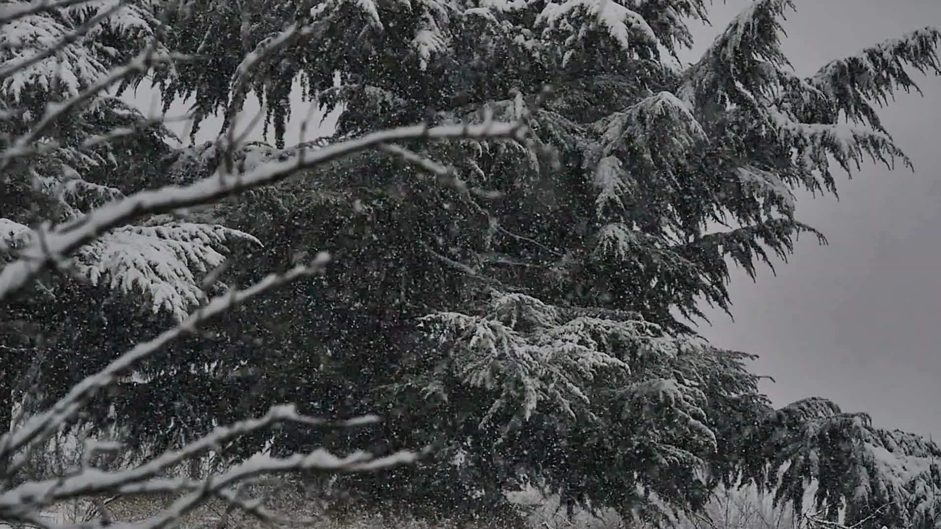 雪落雪慢慢运动视频的预览图