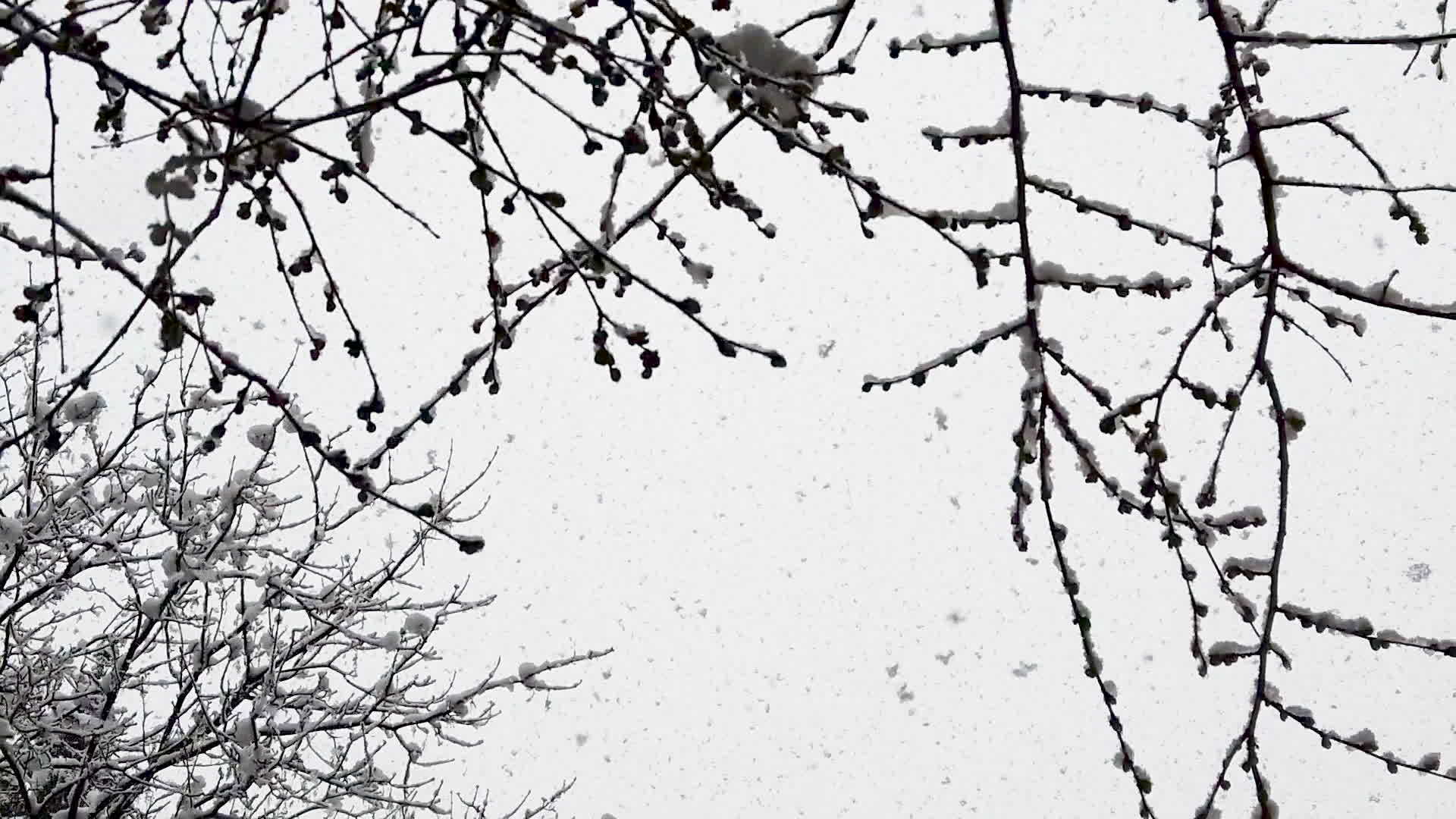 从天上掉下来的慢动作雪花看着树下的树枝和雪视频的预览图