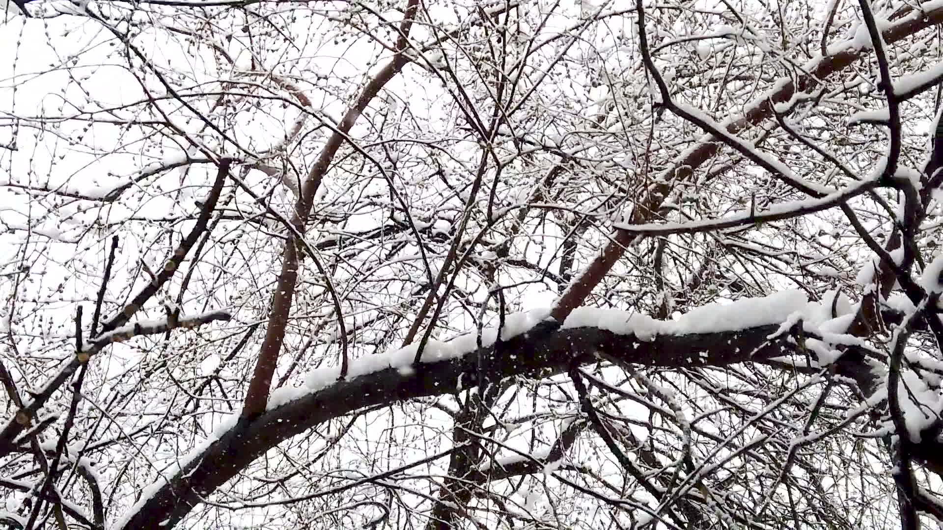 从天而降的慢动作雪花看着树枝下的雪视频的预览图