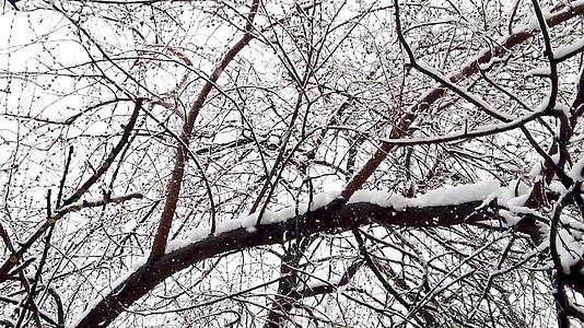 从天而降的慢动作雪花看着树枝下的雪视频的预览图
