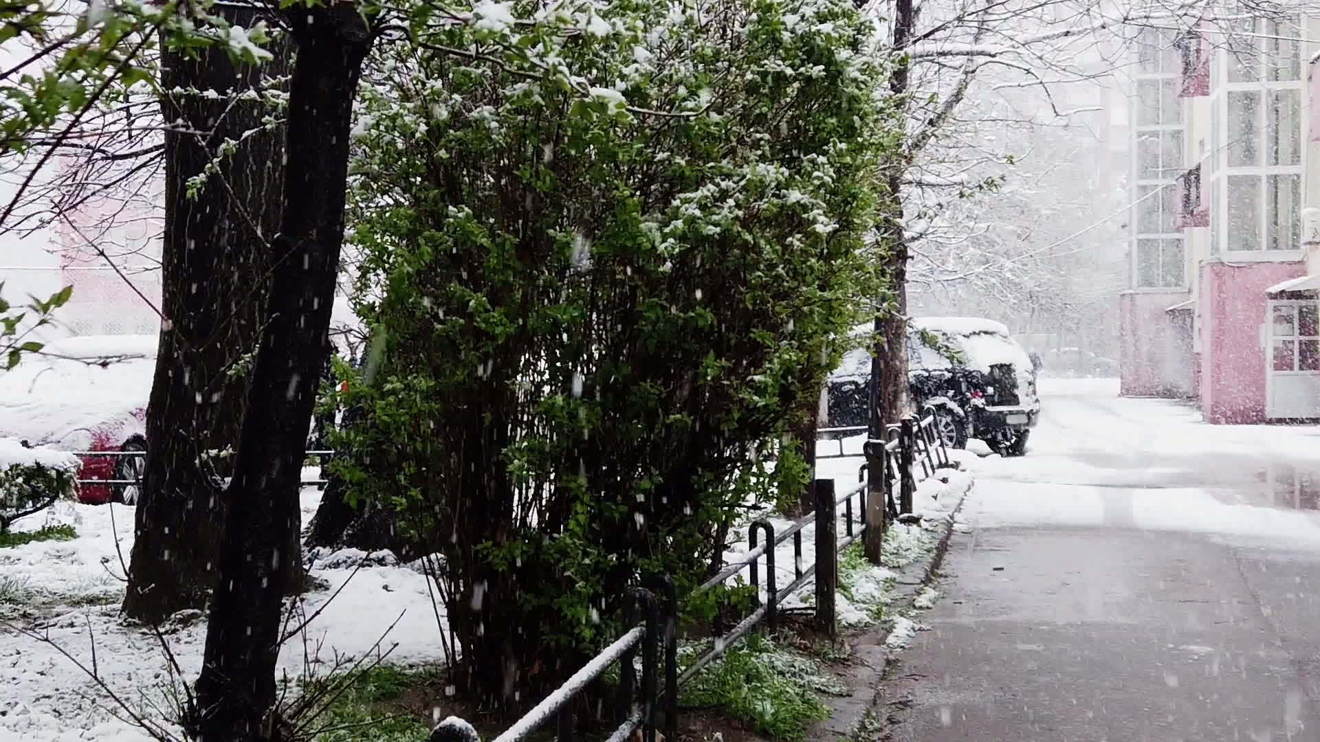 雪花脚印从街上掉下来沥青路上的轮胎轨迹树上的雪花视频的预览图