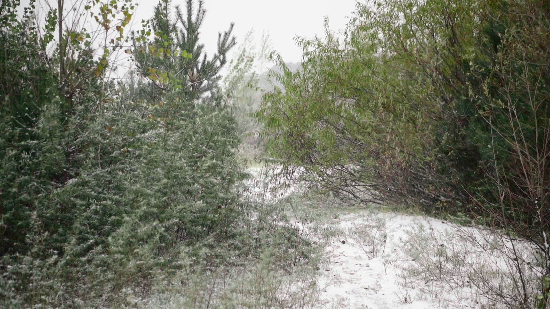 秋天森林里的暴风雪视频的预览图