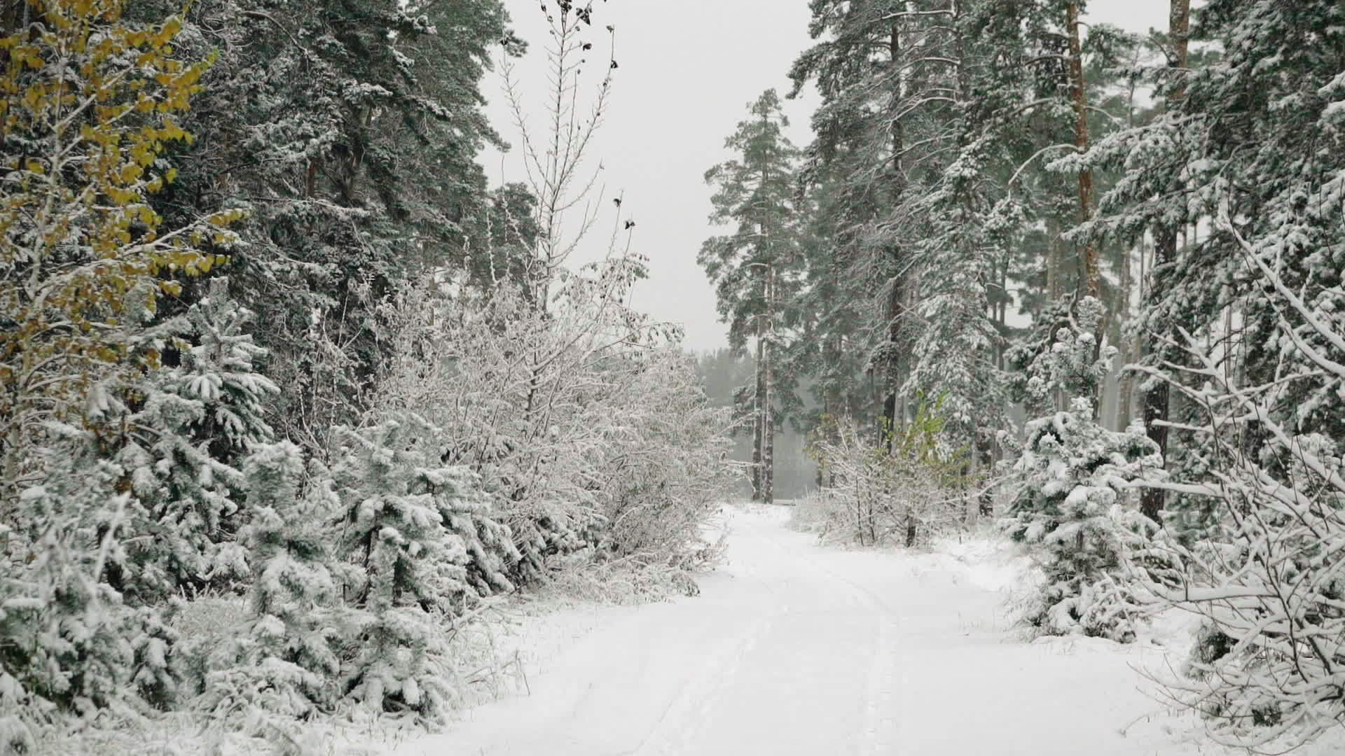 秋天下雪的森林视频的预览图