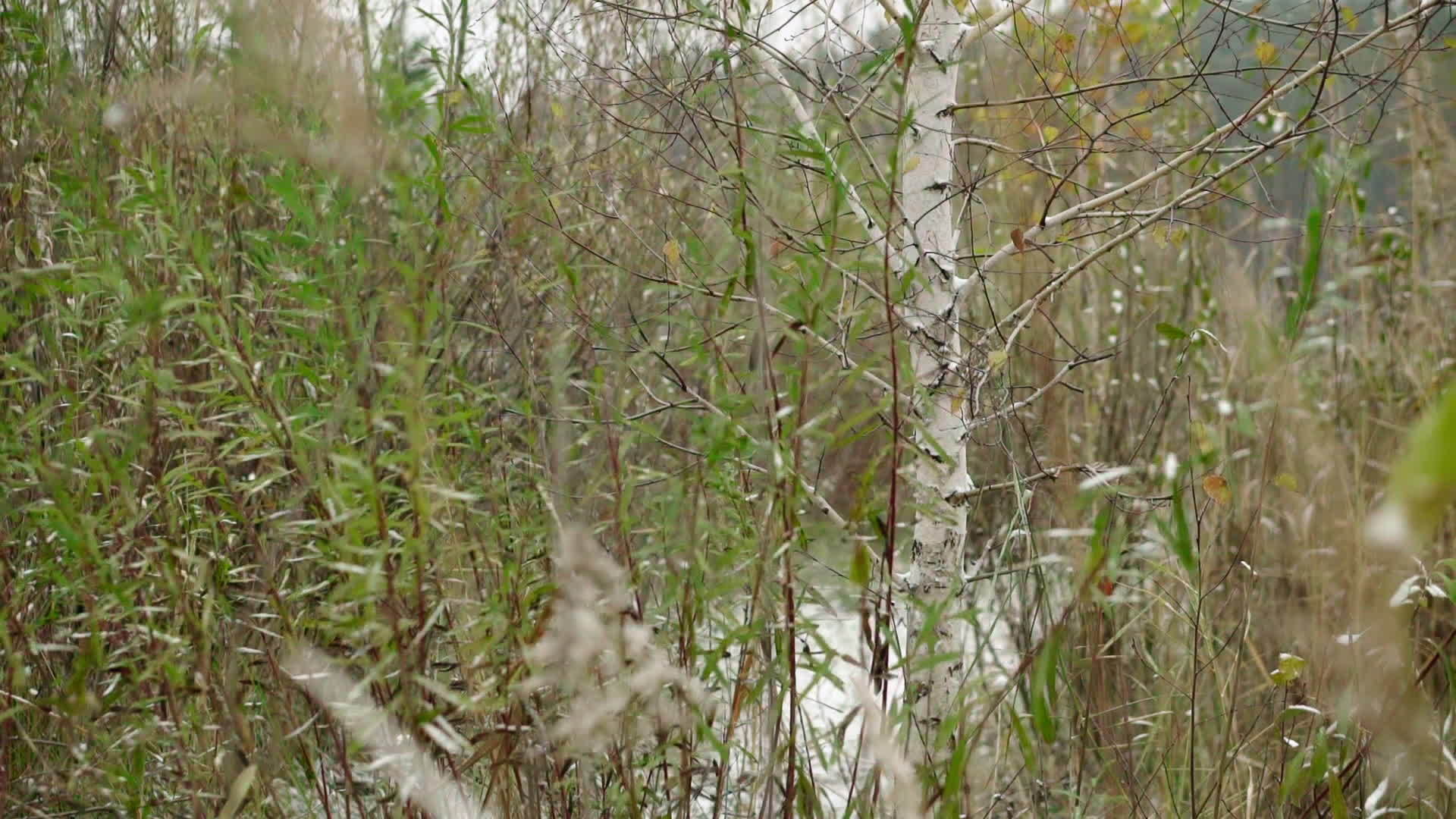秋天森林下雪视频的预览图