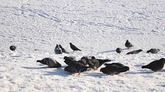 鸽子在雪地里走来走去寻找食物视频的预览图