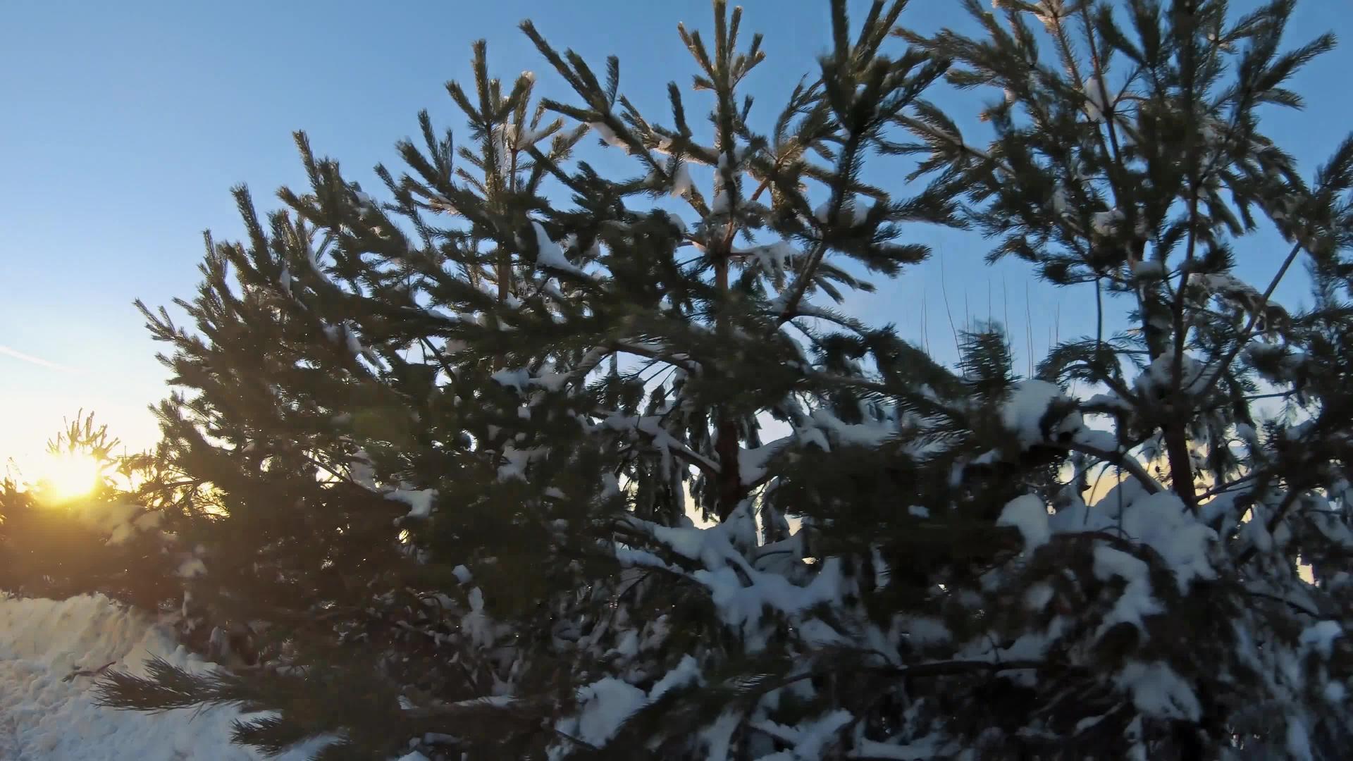 日落时分在冬天森林松树的侧角和山景被雪覆盖的道路上视频的预览图
