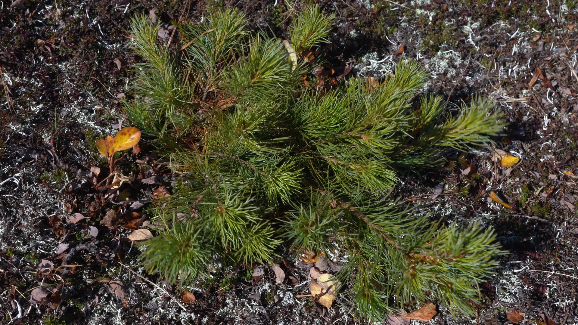 长青西伯利亚矮松或冻原中日石锥松的小灌木视频的预览图