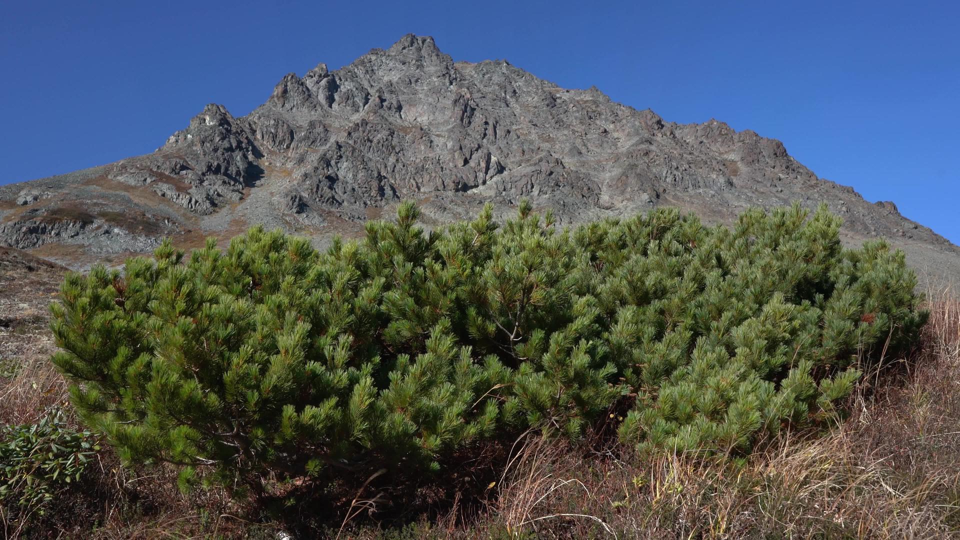 长青的日本石松灌木或苔原上的西伯利亚矮松视频的预览图