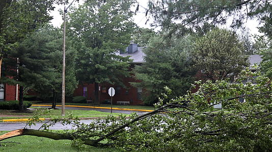 风暴过后破树倒下破坏力被挡住视频的预览图