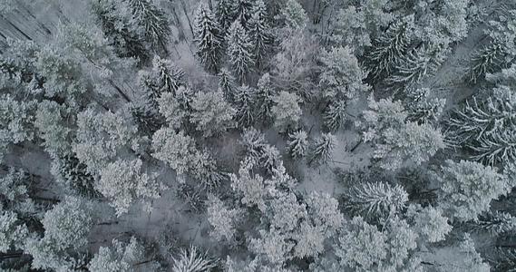 冬天的风景和森林视频的预览图