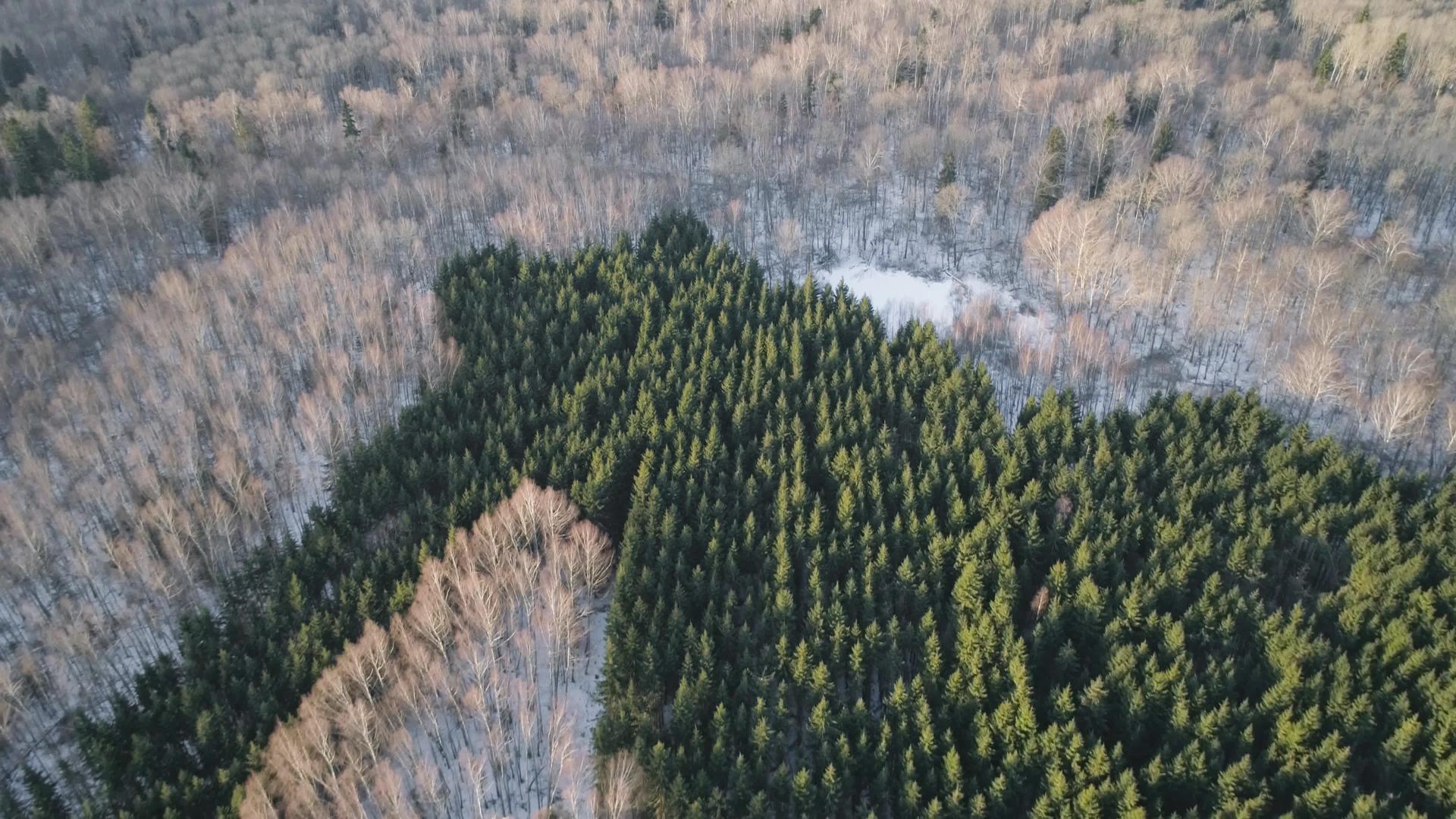 冬天的风景和森林视频的预览图