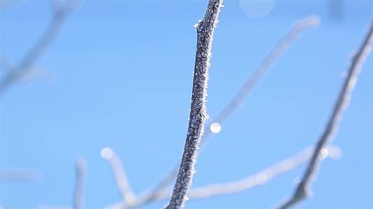 苹果树枝上的霜冻在寒冷的冰冻中漂浮视频的预览图